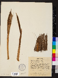 Paspalum erianthum image