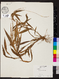 Paspalum nutans image