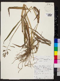 Paspalum paniculatum image