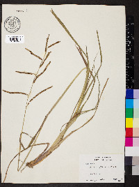 Paspalum plicatulum image