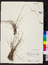 Paspalum pulchellum image