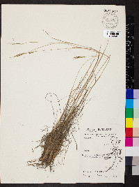 Paspalum pulchellum image