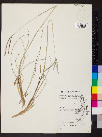 Paspalum pulchellum image