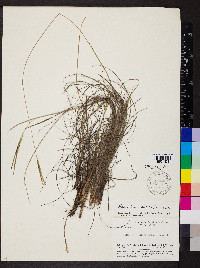 Paspalum pulchellum image