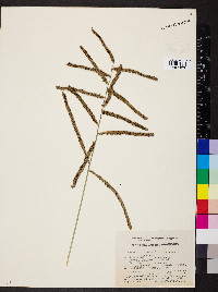 Paspalum virgatum image