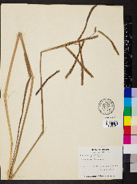 Paspalum virgatum image