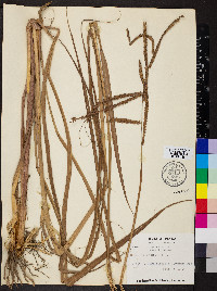 Paspalum virgatum image