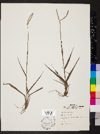 Paspalum conjugatum image