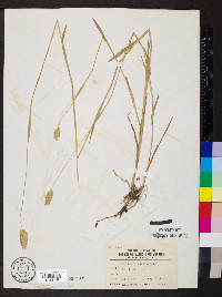 Phalaris canariensis image