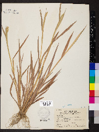 Phalaris canariensis image