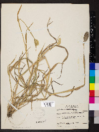 Phalaris canariensis image