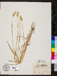 Phalaris caroliniana image