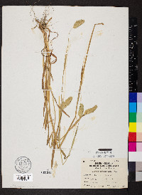 Phalaris caroliniana image