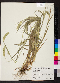 Phalaris caroliniana image