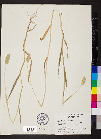 Phalaris caroliniana image