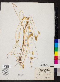 Phalaris caroliniana image