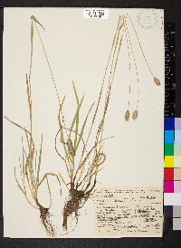 Phleum alpinum image