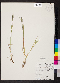 Phleum alpinum image