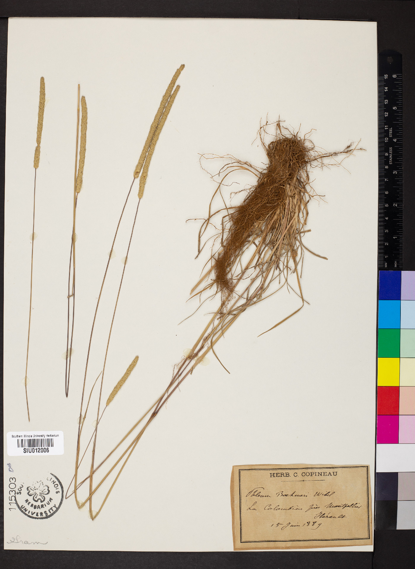Phleum phleoides image