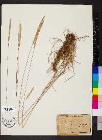 Phleum phleoides image