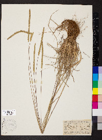 Phleum phleoides image