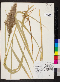 Phragmites australis image