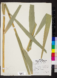 Phragmites australis image