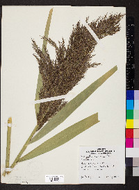 Phragmites australis image