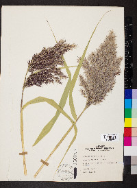 Phragmites australis image