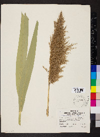 Phragmites australis image