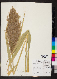 Phragmites australis image