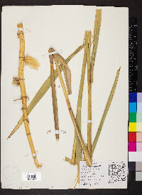 Phragmites australis image