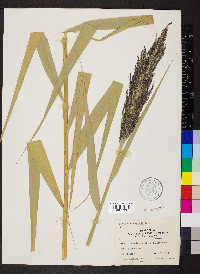 Phragmites australis image