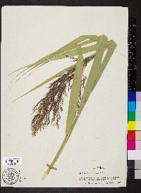 Phragmites australis image