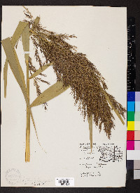 Phragmites australis image