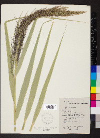 Phragmites australis image