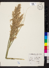 Phragmites australis image