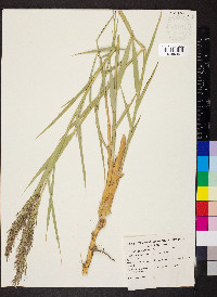 Phragmites australis image