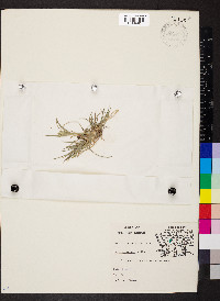 Poa chapmaniana image