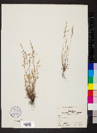 Poa chapmaniana image