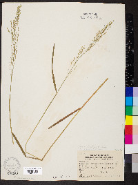 Poa sylvestris image