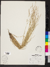 Poa sylvestris image