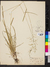 Poa sylvestris image