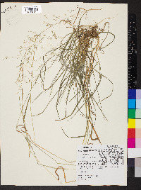 Poa sylvestris image