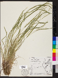 Poa sylvestris image