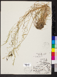 Poa sylvestris image