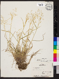 Poa sylvestris image