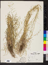 Poa sylvestris image