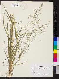 Poa sylvestris image