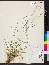 Poa sylvestris image